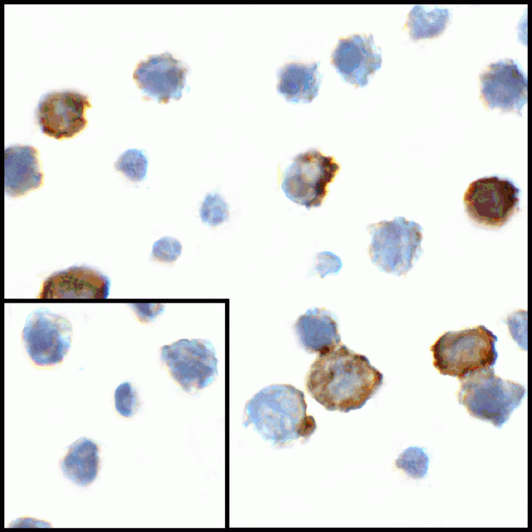 CD80 Antibody [10A1]