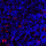 Immunofluorescence of CD80 in human tonsil tissue with CD80 antibody at 2 μg/mL. <br><br>Red: CD80 Antibody [10A1] (RF16042) <br> Blue: DAPI staining