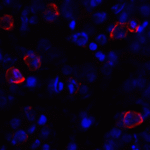 Immunofluorescence of CD80 in transfected HEK293 cells with CD80 antibody at 2 μg/mL. <br><br>Red: CD80 Antibody [10A1] (RF16042) <br> Blue: DAPI staining
