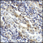 Immunohistochemistry of CD80 in human tonsil tissue with CD80 antibody at 5 μg/mL.