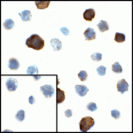 Immunocytochemistry of CD80 in transfected HEK293 cells with CD80 antibody at 1 μg/mL. Lower left: Immunocytochemistry in transfected HEK293 cells with control mouse IgG antibody at 1 μg/mL.