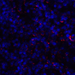 Immunofluorescence of CD80 in human tonsil tissue with CD80 antibody at 2 μg/mL. <br><br>Red: CD80 Antibody [11C12] (RF16045) <br> Blue: DAPI staining