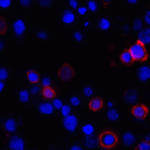Immunofluorescence of CD80 in transfected HEK293 cells with CD80 antibody at 2 μg/mL. <br><br>Red: CD80 Antibody [11C12] (RF16045) <br> Blue: DAPI staining