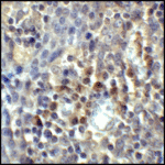 Immunohistochemistry of CD80 in human tonsil tissue with CD80 antibody at 5 μg/mL.