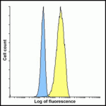 Flow cytometry analysis of CD80 overexpressing HEK293 cells using CD80 antibody and control mouse IgG antibody at 10 μg/ml. Blue: Untransfected HEK293 cells. Yellow: CD80 overexpressing HEK293 cells.