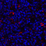Immunofluorescence of CD80 in human tonsil tissue with CD80 antibody at 2 μg/mL. <br><br>Red: CD80 Antibody [11D1] (RF16044) <br> Blue: DAPI staining