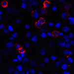 Immunofluorescence of CD80 in transfected HEK293 cells with CD80 antibody at 2 μg/mL. <br><br>Red: CD80 Antibody [11D1] (RF16044) <br> Blue: DAPI staining