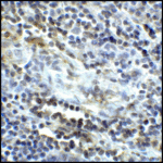Immunohistochemistry of CD80 in human tonsil tissue with CD80 antibody at 5 μg/mL.