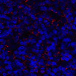 Immunofluorescence of CD80 in human tonsil tissue with CD80 antibody at 2 μg/mL. <br><br>Red: CD80 Antibody [12D9] (RF16046) <br> Blue: DAPI staining
