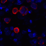 Immunofluorescence of CD80 in transfected HEK293 cells with CD80 antibody at 2 μg/mL. <br><br>Red: CD80 Antibody [12D9] (RF16046) <br> Blue: DAPI staining