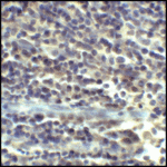 Immunohistochemistry of CD80 in human tonsil tissue with CD80 antibody at 5 μg/mL.