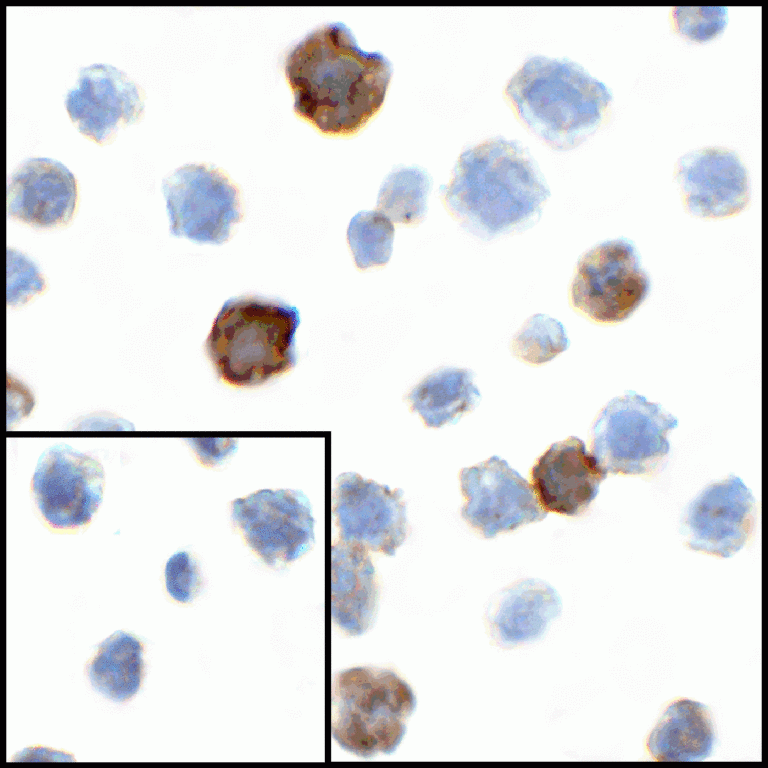 CD80 Antibody [7A2]