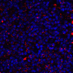 Immunofluorescence of CD80 in human tonsil tissue with CD80 antibody at 2 μg/mL. <br><br>Red: CD80 Antibody [7A2] (RF16043) <br> Blue: DAPI staining
