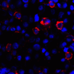 Immunofluorescence of CD80 in transfected HEK293 cells with CD80 antibody at 2 μg/mL. <br><br>Red: CD80 Antibody [7A2] (RF16043) <br> Blue: DAPI staining