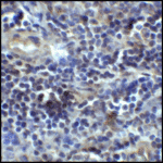 Immunohistochemistry of CD80 in human tonsil tissue with CD80 antibody at 5 μg/mL.