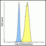 Flow cytometry analysis of CD80 overexpressing HEK293 cells using CD80 antibody and control mouse IgG antibody at 10 μg/ml. Blue: Untransfected HEK293 cells. Yellow: CD80 overexpressing HEK293 cells.