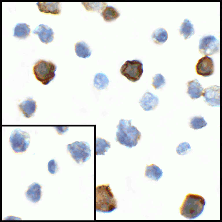 CD80 Antibody [8G12]