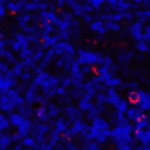 Immunofluorescence of CD80 in human tonsil tissue with CD80 antibody at 2 μg/mL. <br><br>Red: CD80 Antibody [8G12] (RF16041) <br> Blue: DAPI staining