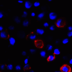 Immunofluorescence of CD80 in transfected HEK293 cells with CD80 antibody at 2 μg/mL. <br><br>Red: CD80 Antibody [8G12] (RF16041) <br> Blue: DAPI staining
