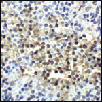 Immunohistochemistry of CD80 in human tonsil tissue with CD80 antibody at 5 μg/mL.