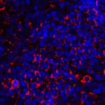 <strong>Figure 6 Immunofluorescence Validation of CD80 in Human Tonsil</strong><br> Immunofluorescent analysis of 4% paraformaldehyde-fixed human tonsil tissue labeling CD80 with 8679 at 20 μg/mL, followed by goat anti-rabbit IgG secondary antibody at 1/500 dilution (red) and DAPI staining (blue).