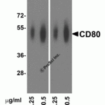 Western blot analysis of CD80 in overexpressing HEK293 cells using RF16045 and RF16046 antibody at 0.25 and 0.5 μg/ml, respectively.