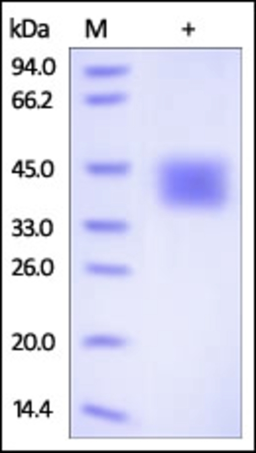 CD84 Recombinant Protein