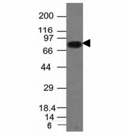 CD86 Antibody [C86/1146]