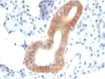 CD86 Antibody [SPM600]
