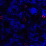 Immunofluorescence of CD86 in human lymph node tissue with CD86 antibody at 20 μg/ml.<br><br>Red: CD86 Antibody (8681) <br> Blue: DAPI staining