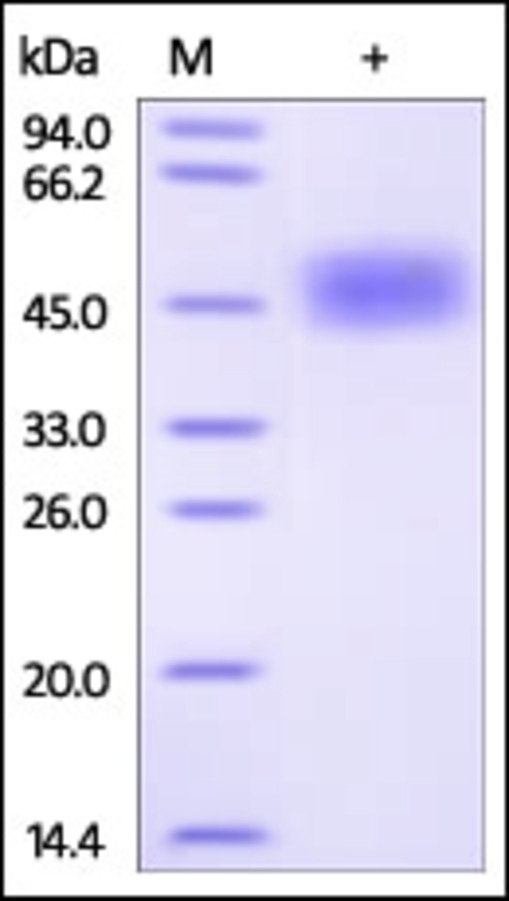 CD87 Recombinant Protein