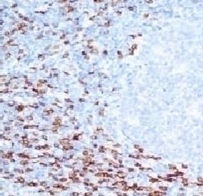 CD8a Antibody [CLDA8a-1]