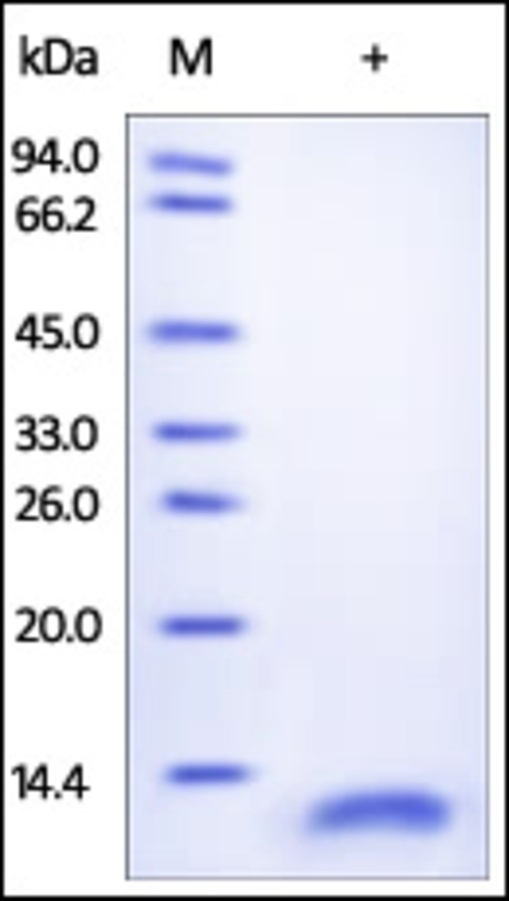 CD9 Recombinant Protein
