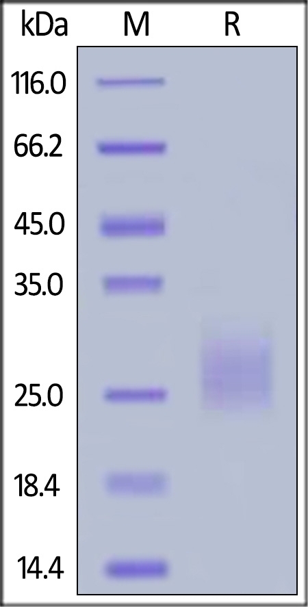 CD94 Recombinant Protein