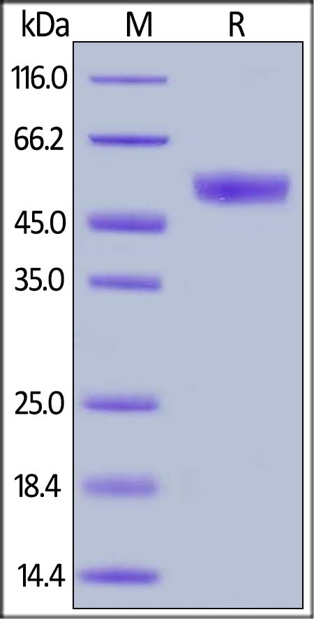 CD94 Recombinant Protein