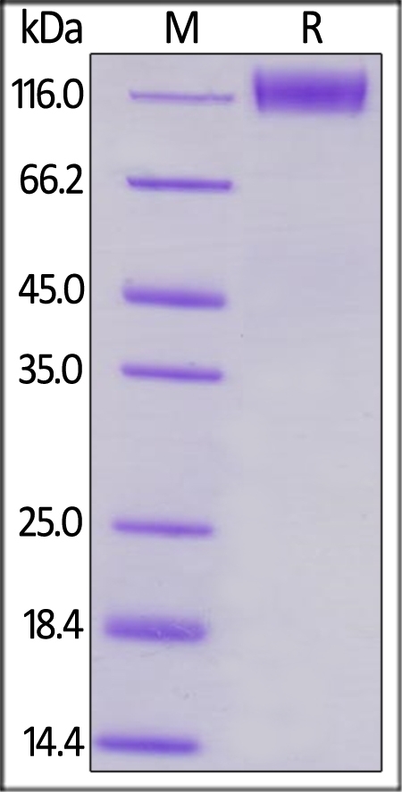 CD96 / TACTILE Recombinant Protein