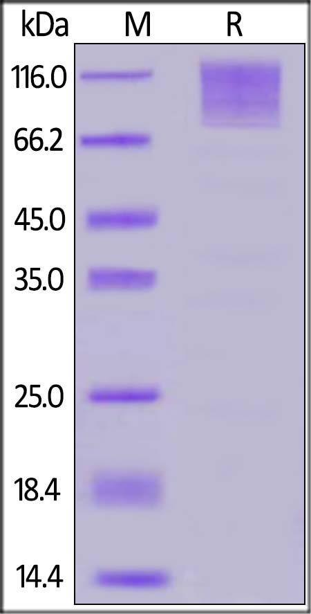 CD96 / TACTILE Recombinant Protein