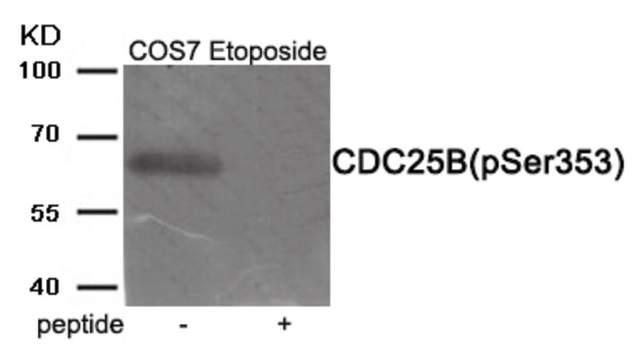 CDC25B (phospho Ser353) Antibody