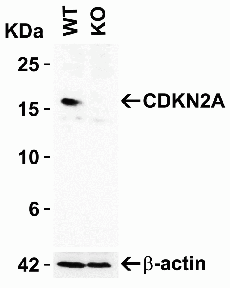 CDKN2A Antibody