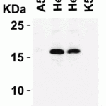 <strong>Figure 5 Western Blot Validation in Human Cell Lines</strong><br>Loading: 15 μg of lysates per lane.Antibodies: CDKN2A, 4211 (2 μg/mL), 1h incubation at RT in 5% NFDM/TBST.Secondary: Goat anti-rabbit IgG HRP conjugate at 1:10000 dilution.