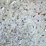 Immunohistochemistry of CDNF in mouse brain tissue with CDNF Antibody at 5 μg/mL.