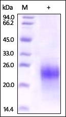 CG alpha Recombinant Protein