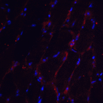Immunofluorescence of CHADL in mouse skeletal muscle tissue with CHADL antibody at 20 μg/mL.<br><br>Red: CHADL Antibody (8423) <br> Blue: DAPI staining