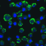Immunofluorescence of CIKS in A549 cells with CIKS antibody at 20 μg/mL.<br><br>Green: CIKS Antibody (2501) <br> Blue: DAPI staining
