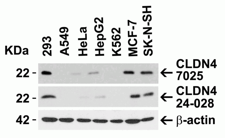 CLAUDIN4 Antibody