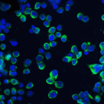 <strong>Figure 5 Immunofluorescence Validation of CLDN1 in HepG2 Cells</strong><br>Immunofluorescent analysis of 4% paraformaldehyde-fixed HepG2 cells labeling CLDN1 with 5187 at 20 μg/mL, followed by goat anti-rabbit IgG secondary antibody at 1/500 dilution (green) and DAPI staining (blue).
