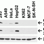 <strong>Figure 1 Independent Antibody Validation (IAV) via Protein Expression Profile in Human Cell Lines</strong><br>Loading: 15 μg of lysates per lane.Antibodies: CLDN1, 5187 (1 μg/mL), CLDN1, 24-027 (2 μg/mL), and beta-actin (1 μg/mL),  1h incubation at RT  in 5% NFDM/TBST.Secondary: Goat anti-rabbit IgG HRP conjugate at 1:10000 dilution.