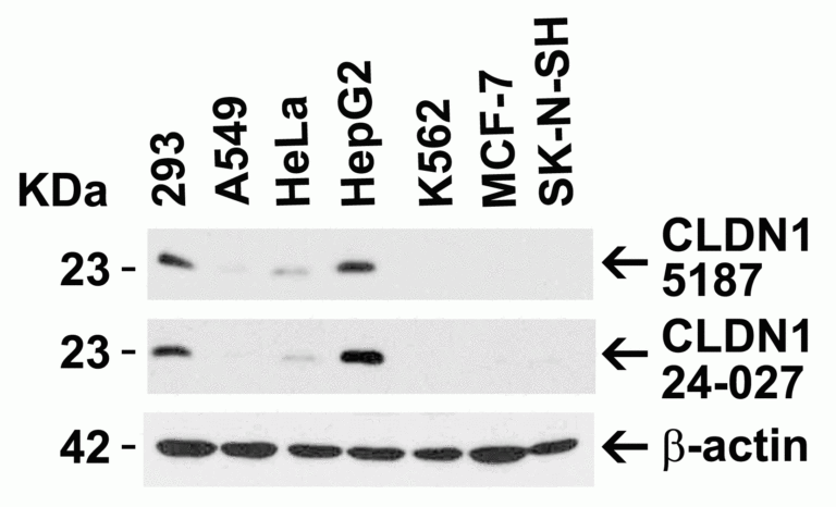 CLDN1 Antibody