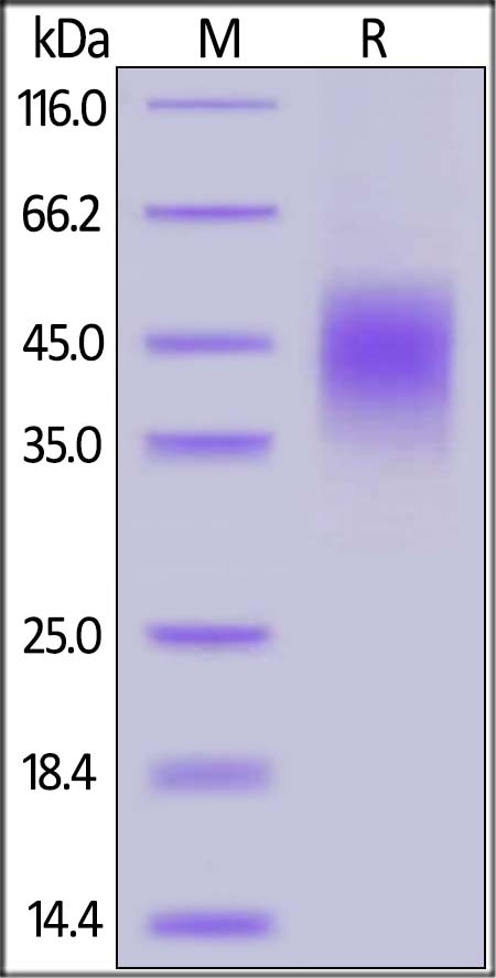 CLEC12A / MICL / CLL-1 Recombinant Protein