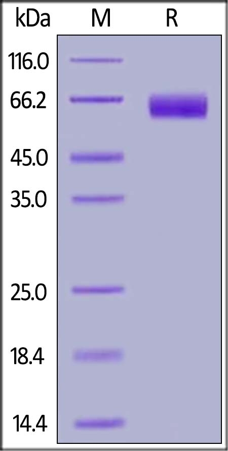 CLEC12A / MICL / CLL-1 Recombinant Protein